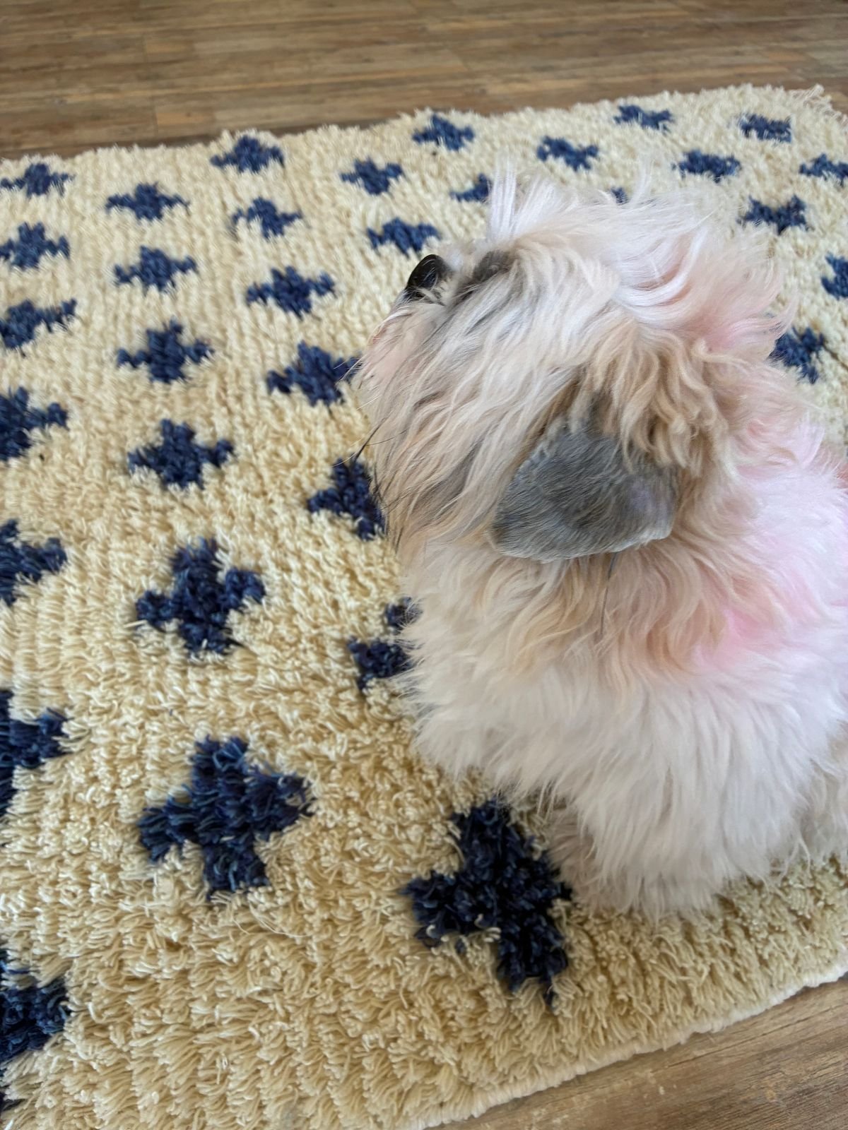 Best off white and blue pet friendly moroccan rug 